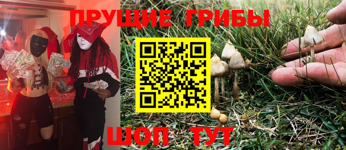 Галлюциногенные грибы Psilocybine cubensis Боровичи